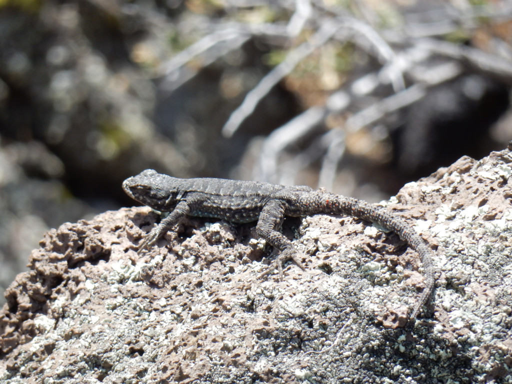 Frantic Lizard of the Lava Flow Fields