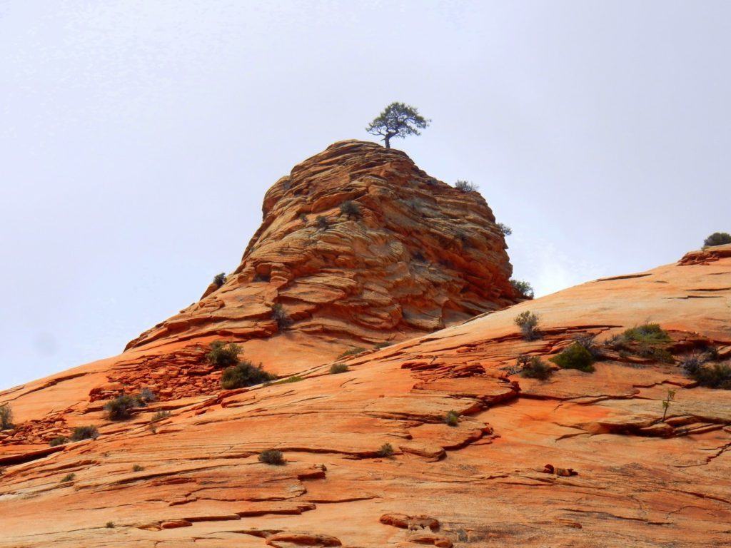 Sandstone Bonzai