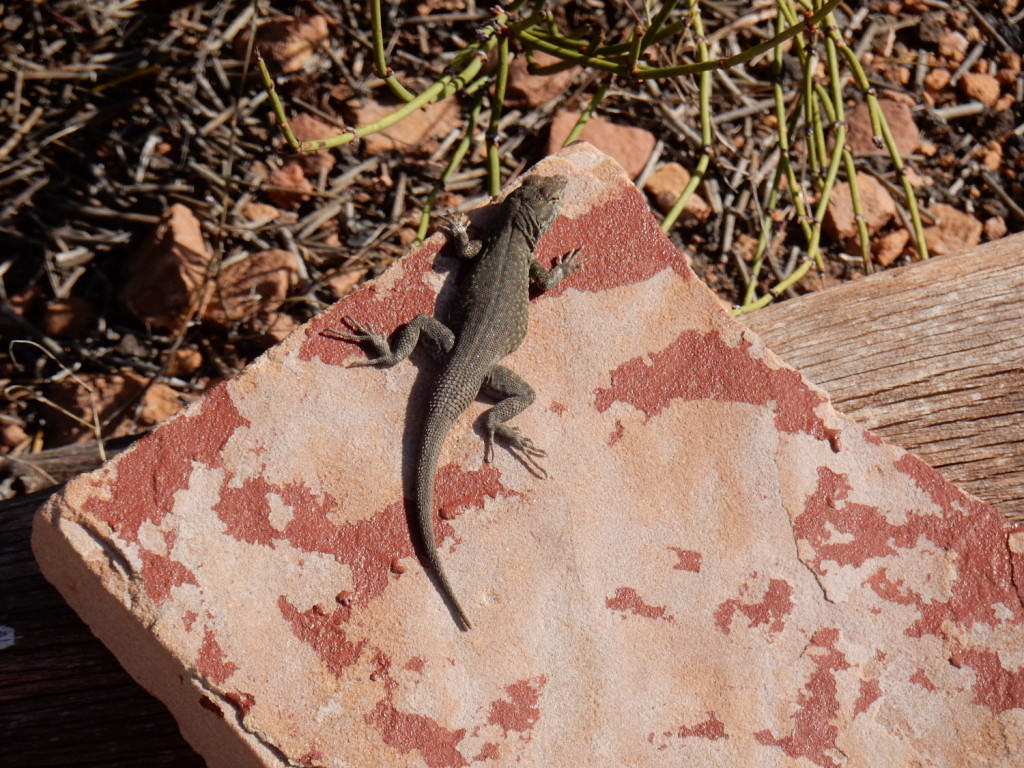 Lizard Lounging at Lomaki 