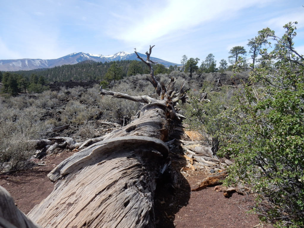 Warped Ponderosa Pine