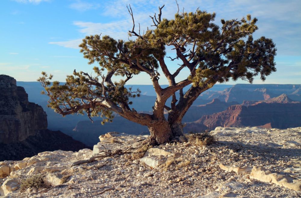 Yaki Point