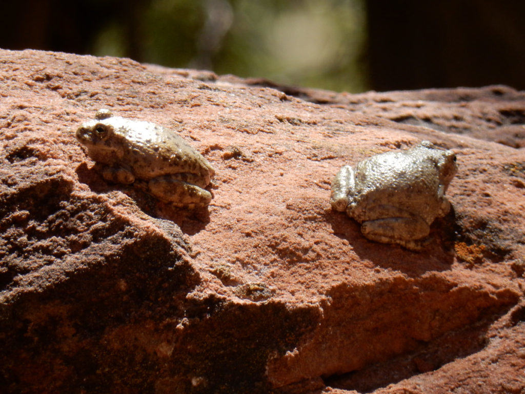 Zion Canyon Tree Frogs