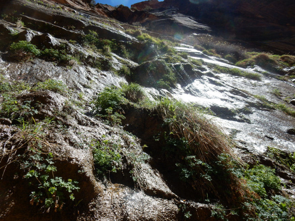 Zion Hanging Garden on Glistening Cliffs