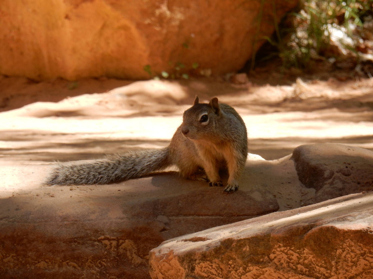 Squirrels beg like cats