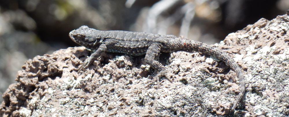Should lizards blend in or stand out? Your opinion counts!