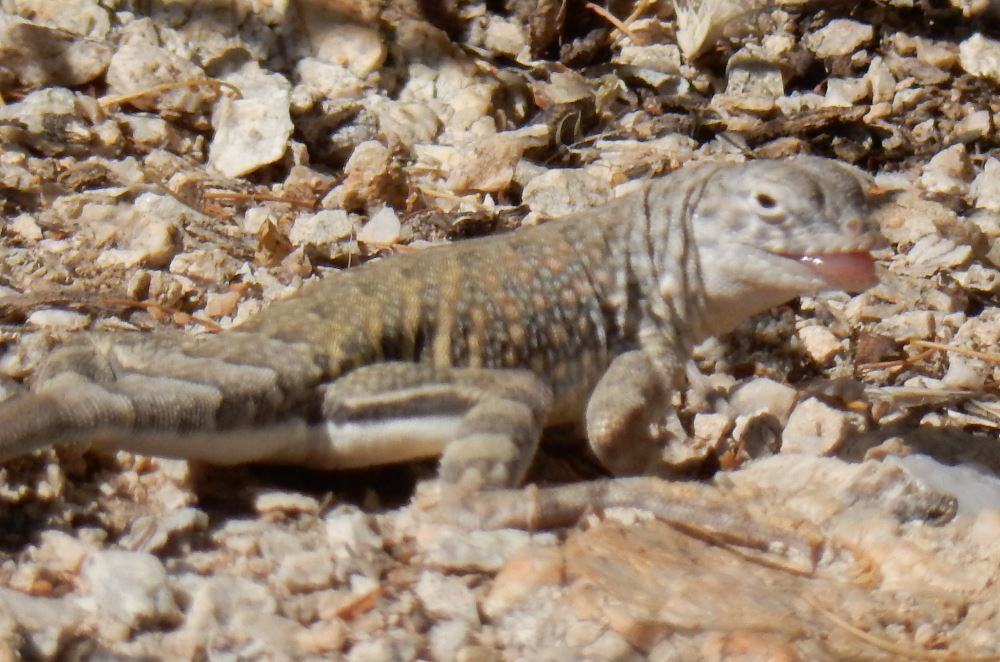 Perils of auto focus; it thinks the rocks are more interesting than the lizard.