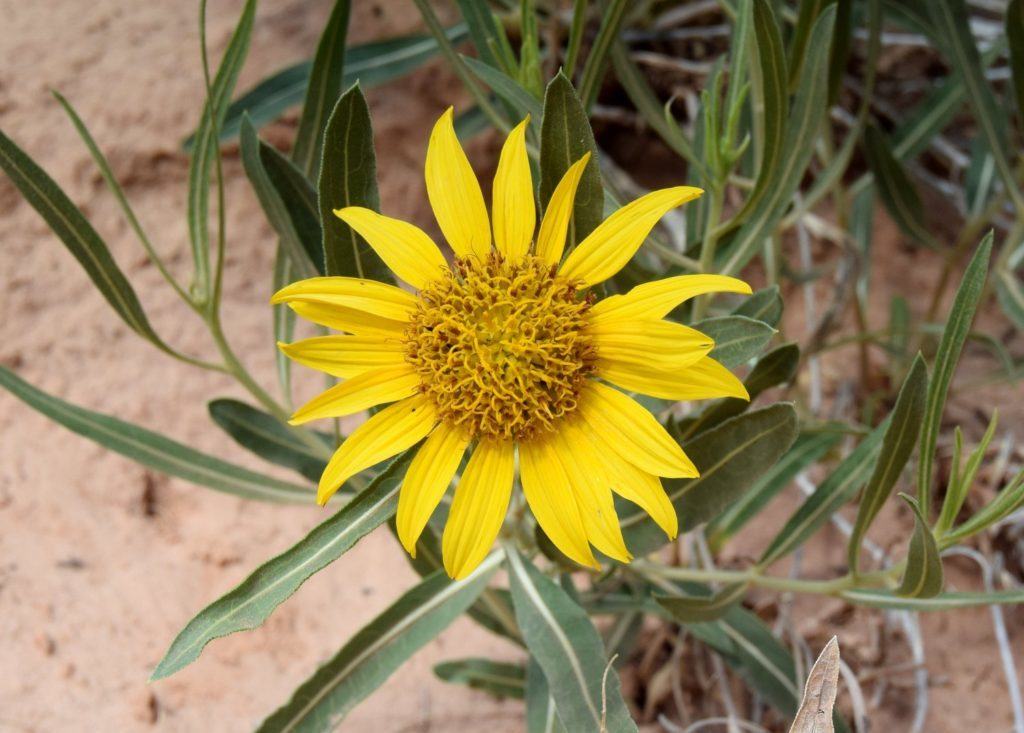 Bright Yellow Flowers along the wash