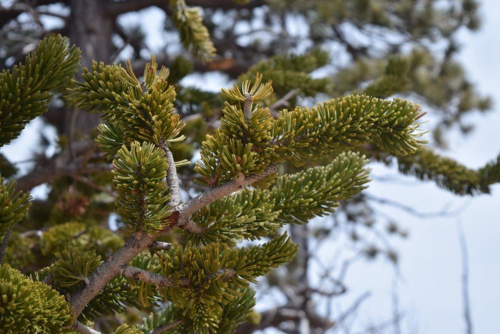 Bristlecone