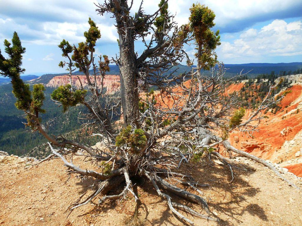 Bristlecone Pine