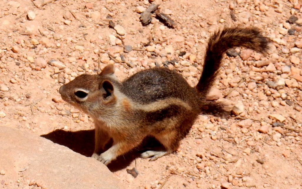 Chipmunks