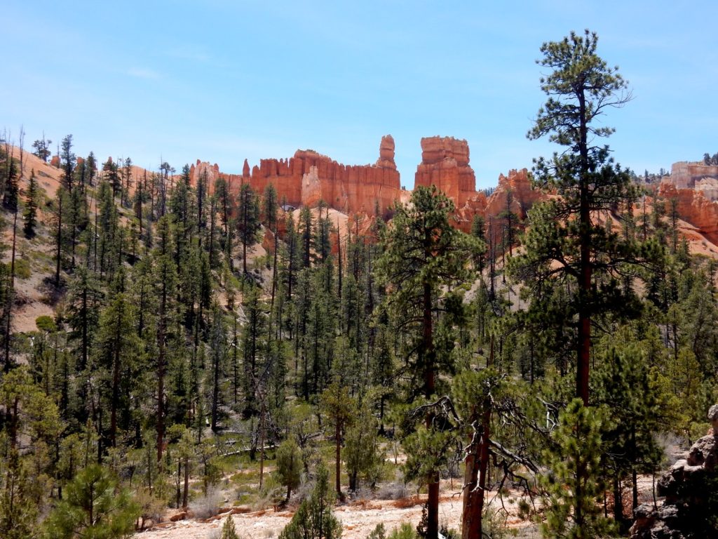 Pines and Firs smell Fresh