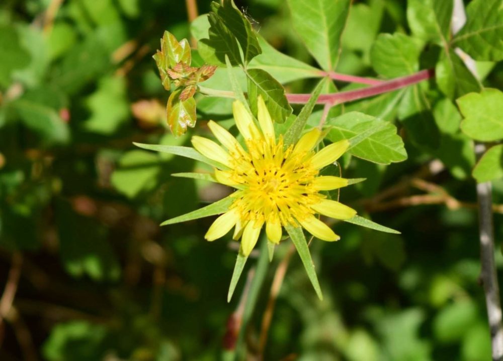 Goatsbeard Flower along the Trail