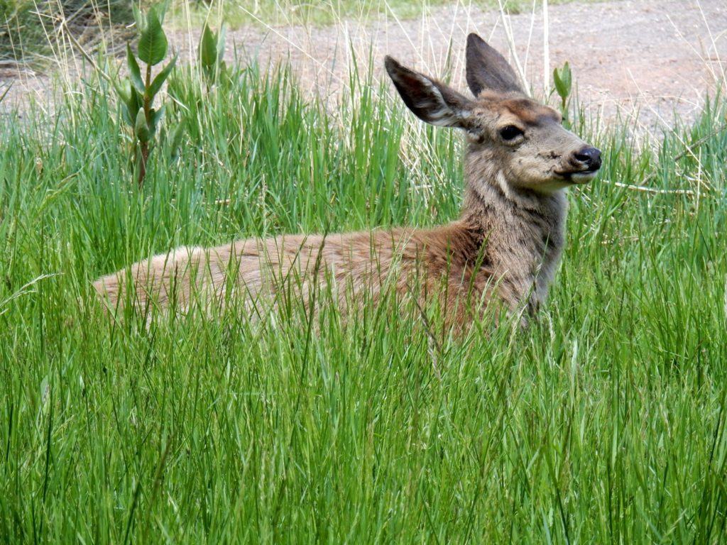 Deer resting in the grass within the orchard