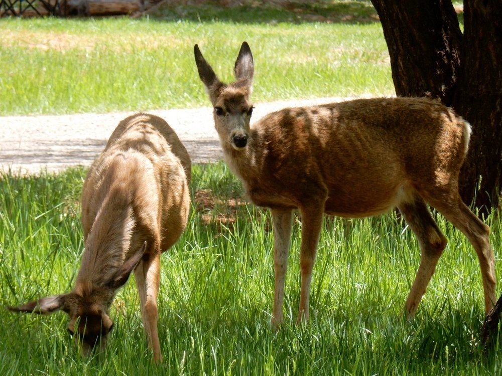 Mule deer on their lunch break