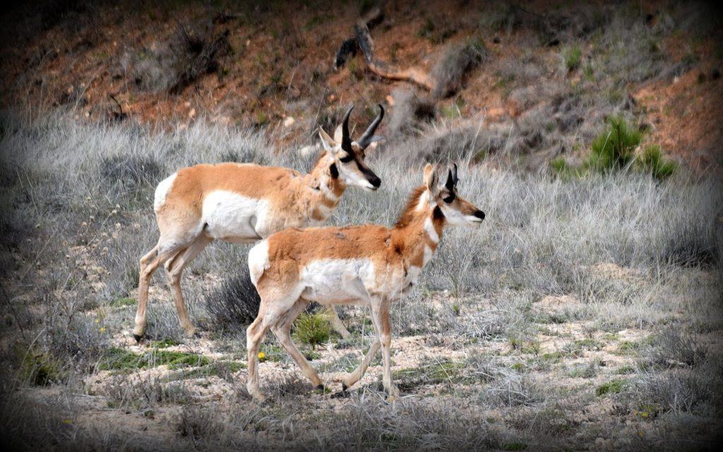 Seeing my first Pronghorn Antelope was a big deal for me.