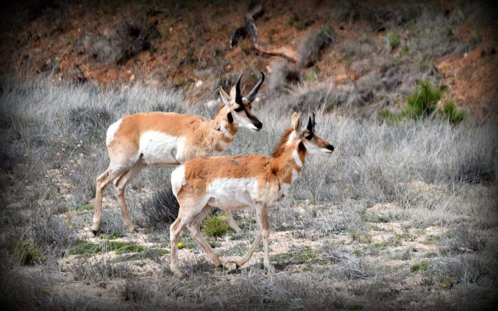 Pronghorn