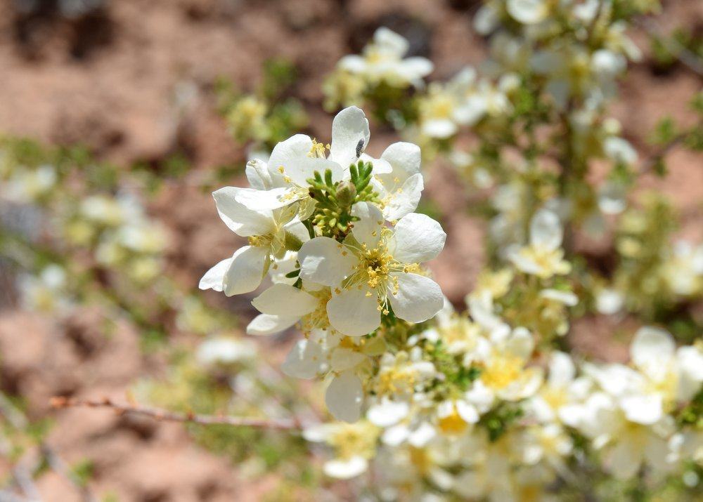 Tread Carefully! Stick to washes and slickrock. Protect pretty White flowers