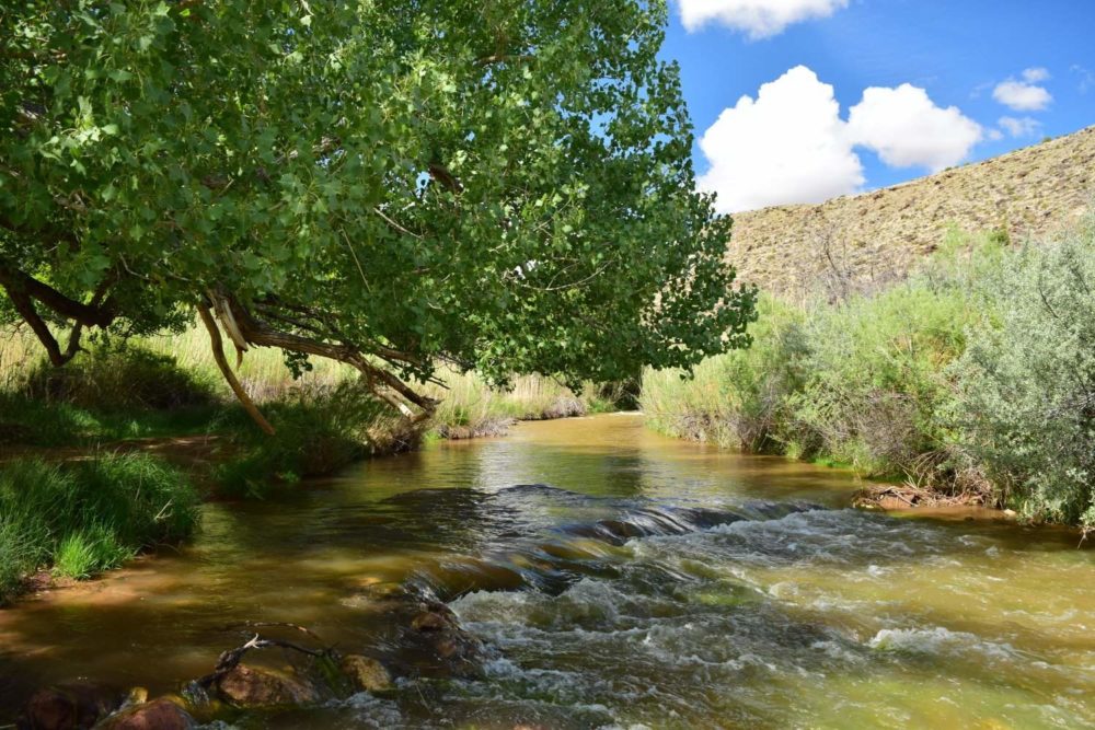 The Fremont River- Notice the silty green water