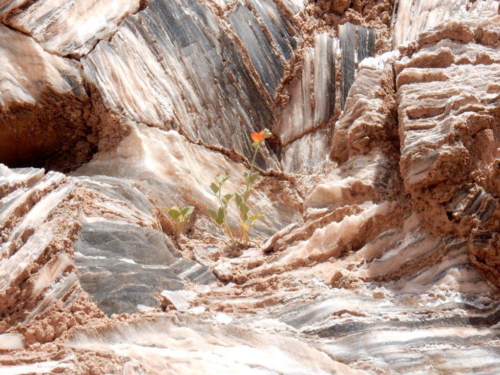 A Flower in the Gypsum