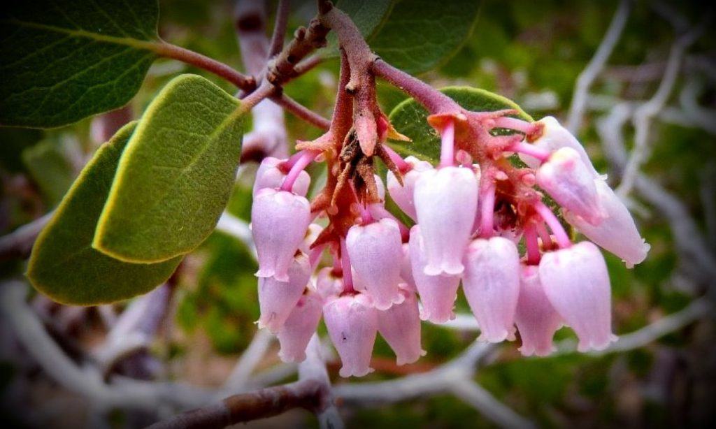 Pink Manzanita Flowers