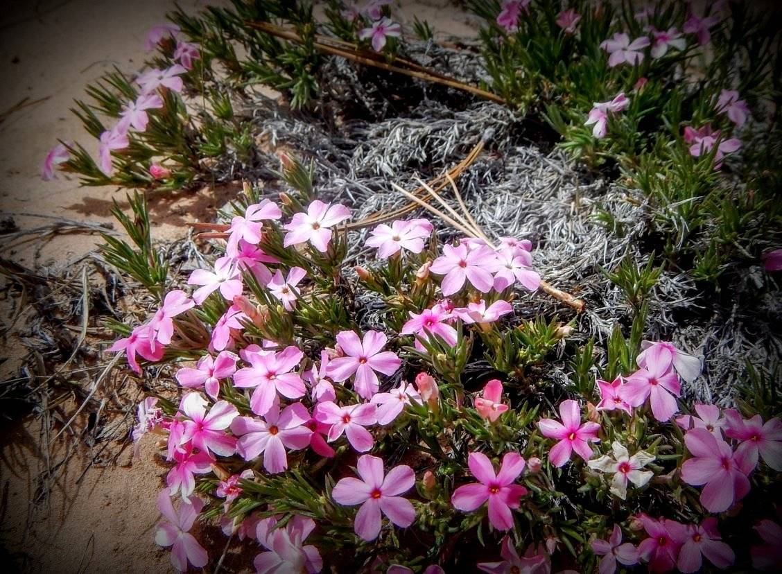 Mountain Phlox