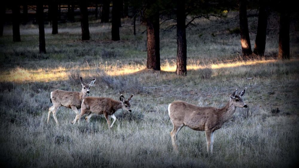 Mule Deer Family