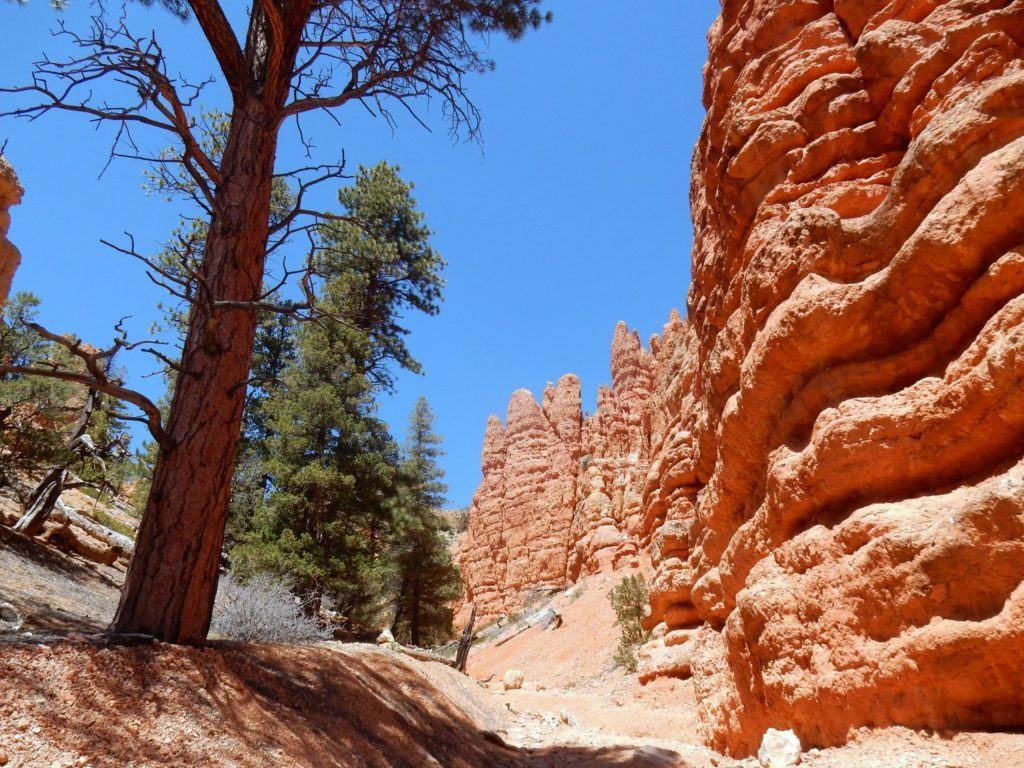 Pink Ledges and Ponderosa Pine