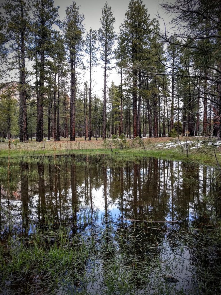 Pinion Pine Grow Tall and the Water flows Fresh with Snowmelt