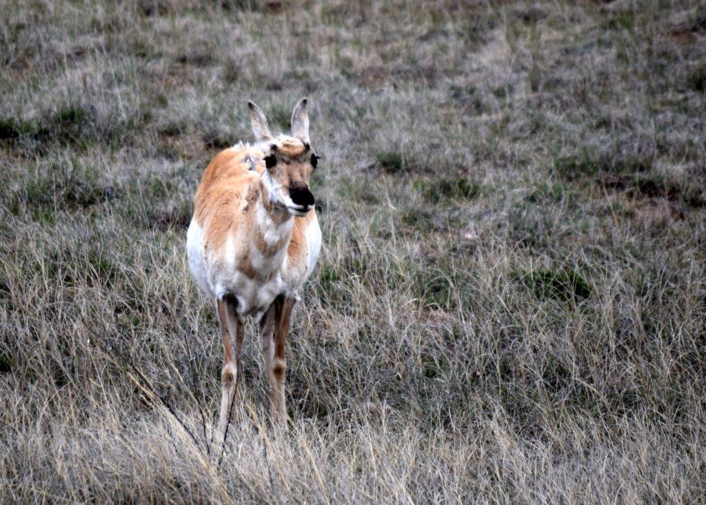 Pronghorn female looking a bit mystified