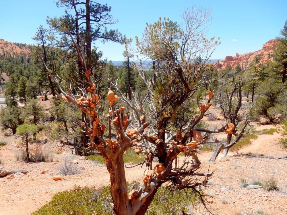 Rare Rock Tree