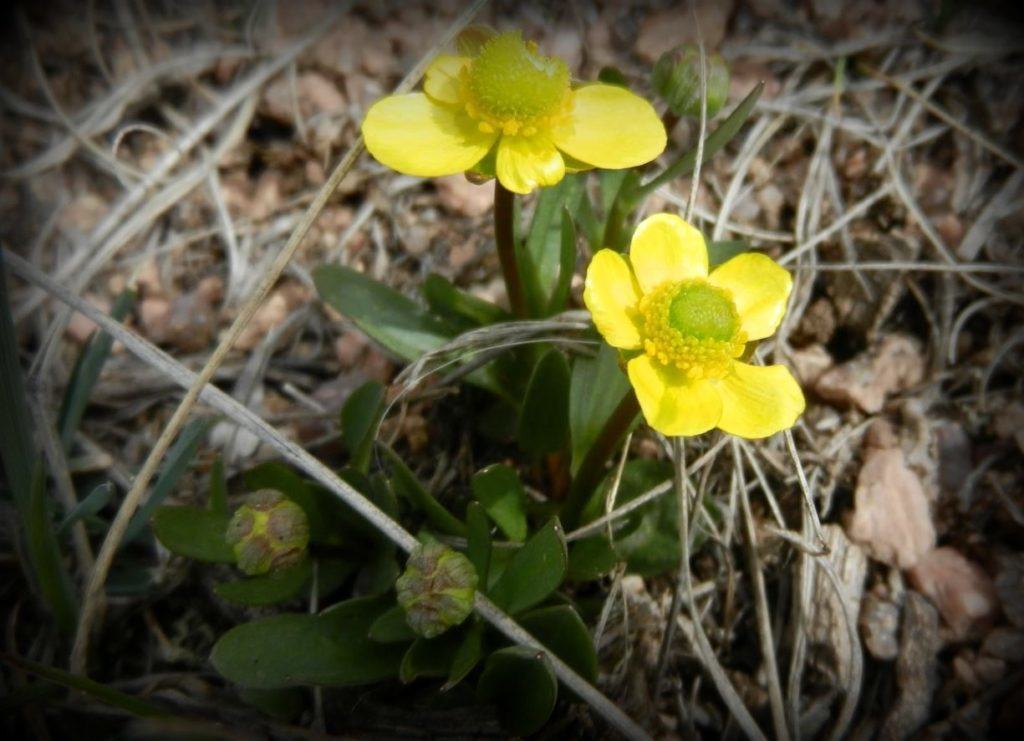 Sagebrush Buttercup