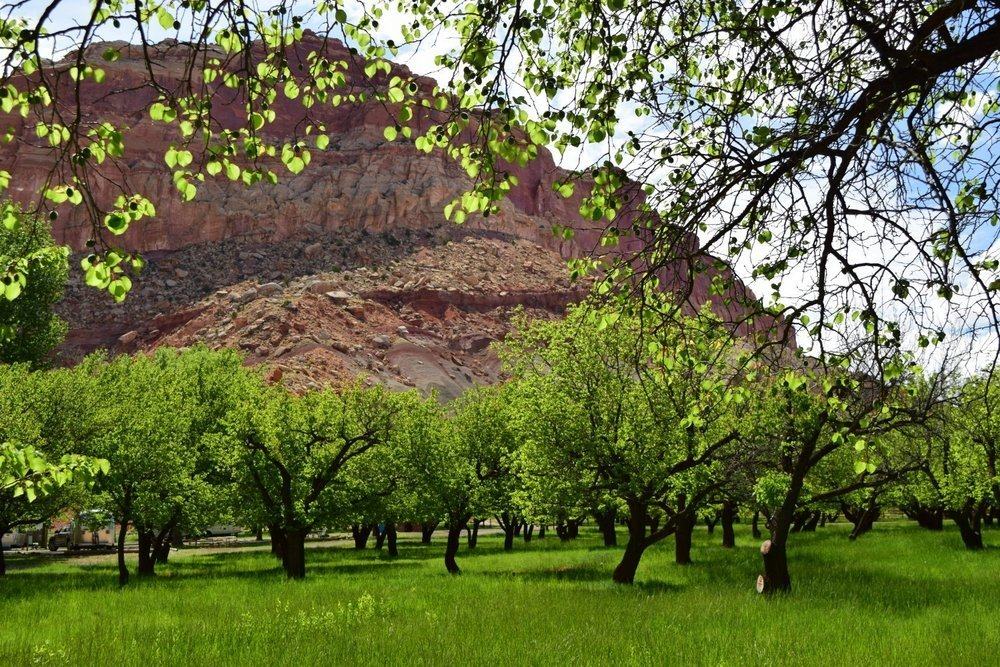 Orchards along the Fremont River Trail
