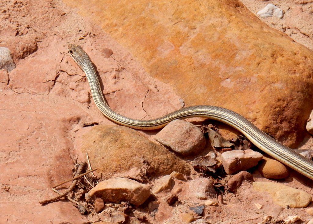 One of three snakes we've encountered in our travels