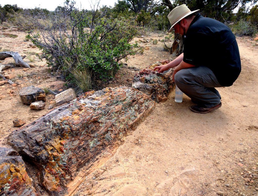 Super Long Log of Petrified Wood