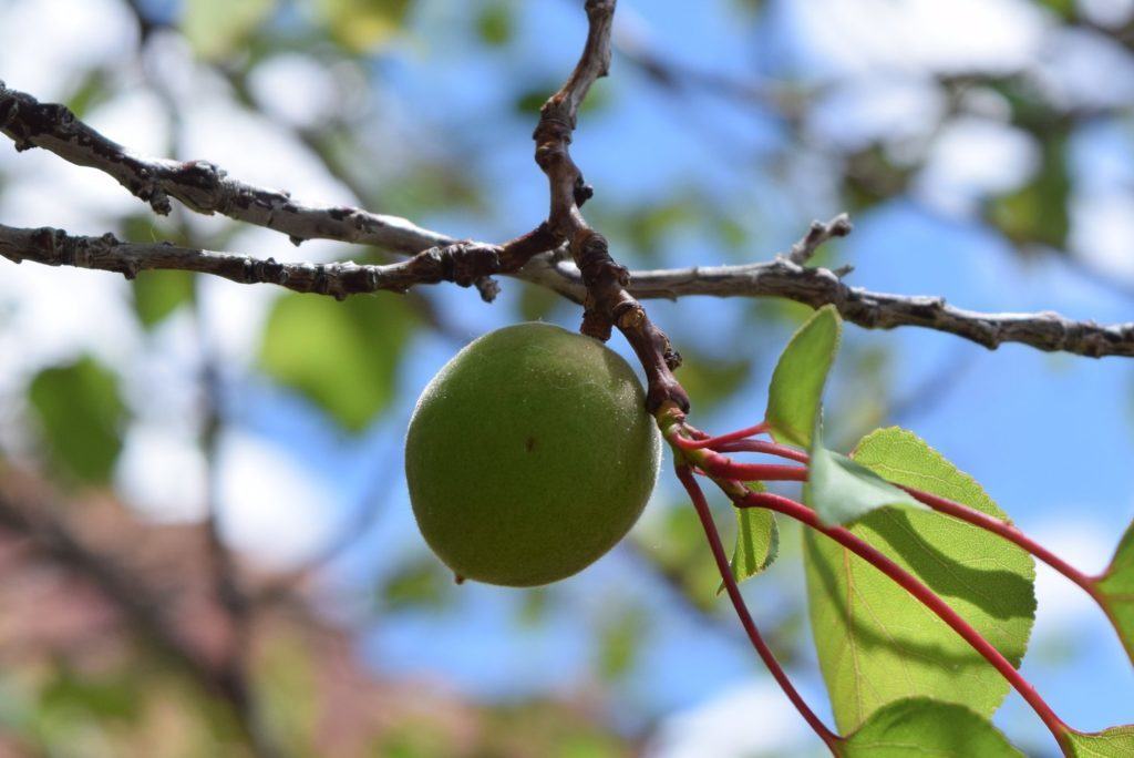 Unripe Fruit The Adventures of Trail & Hitch