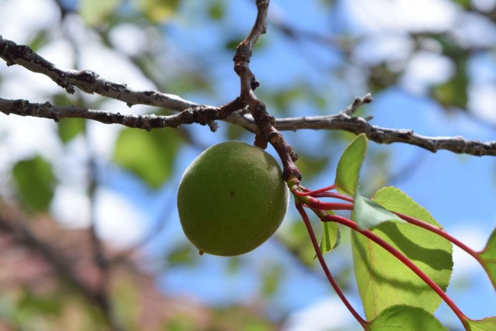 Unripe Fruit growing steady for harvest