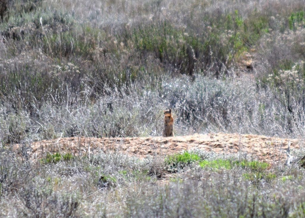 Utah Prairie Dog