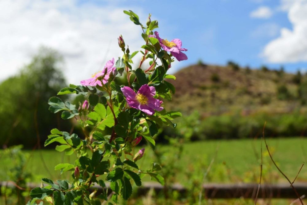 Wild Rose found near the trail