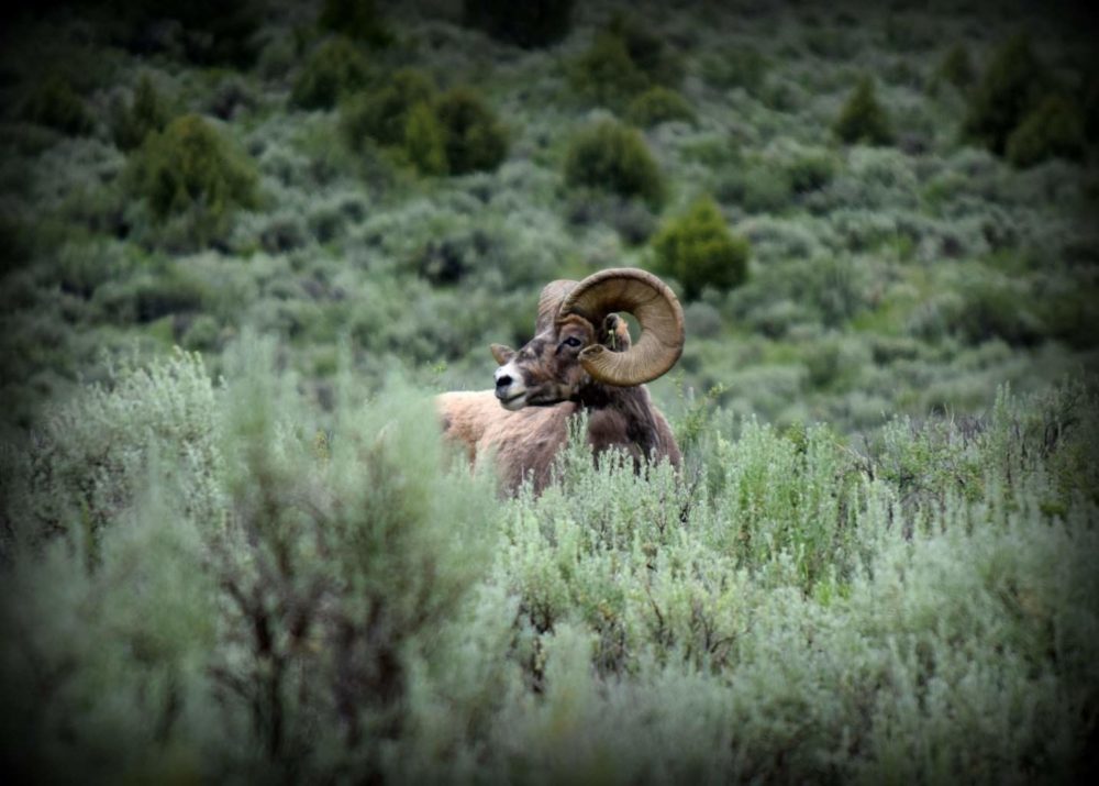 Big Horn Ram. By the size of his horns, he's at least 7 to 8 years old