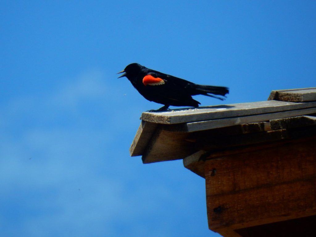 Redwing Blackbird Upon the Guard Tower