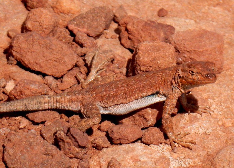 Mr. Lizard says, "Welcome to Canyonlands!"
