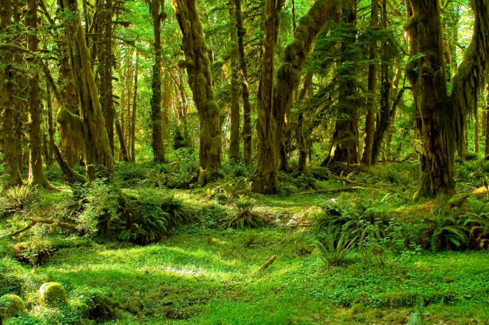 Olympic National Park