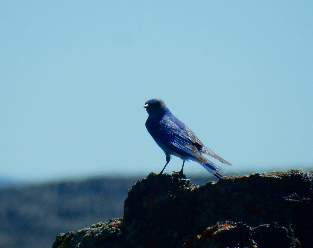 Mountain Bluebird - Idaho's state bird