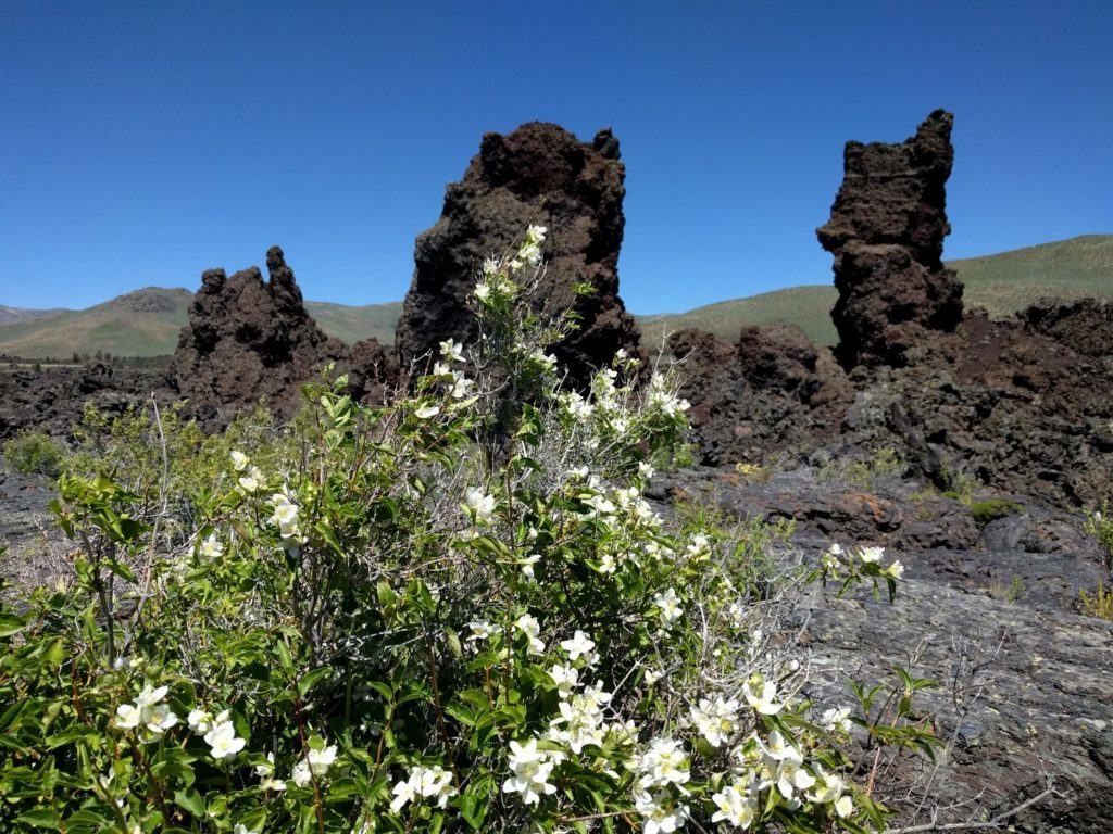 Syringa, grow inbetween cracks in the lava flow