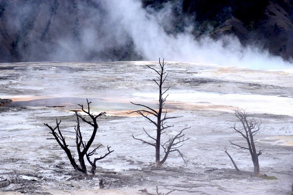 The trees that you see have thick deposits of travertine around them, basically burying them in a hot calcite tomb