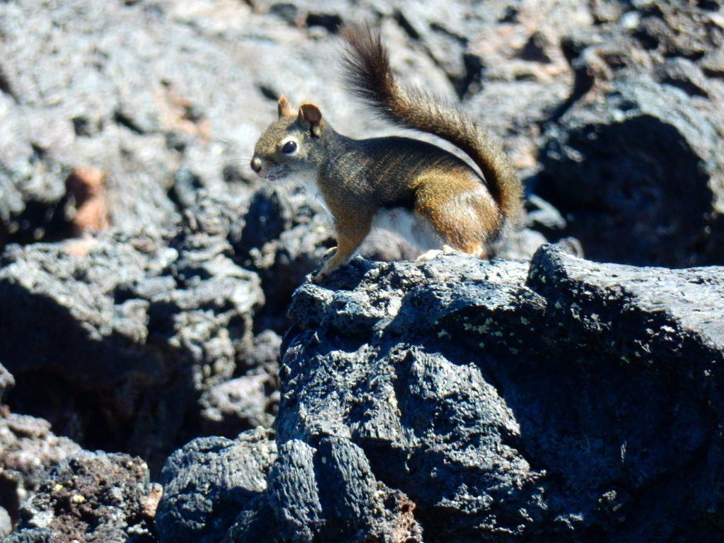 Squirrel! Lots of nooks and holes to hide among the lava flow.