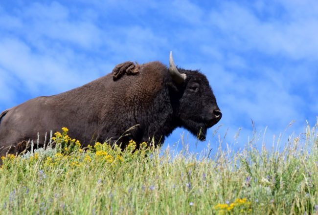 Bison Hayden