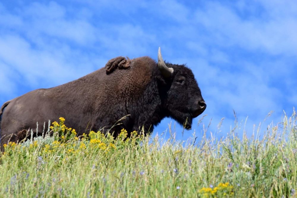 Bison Hayden