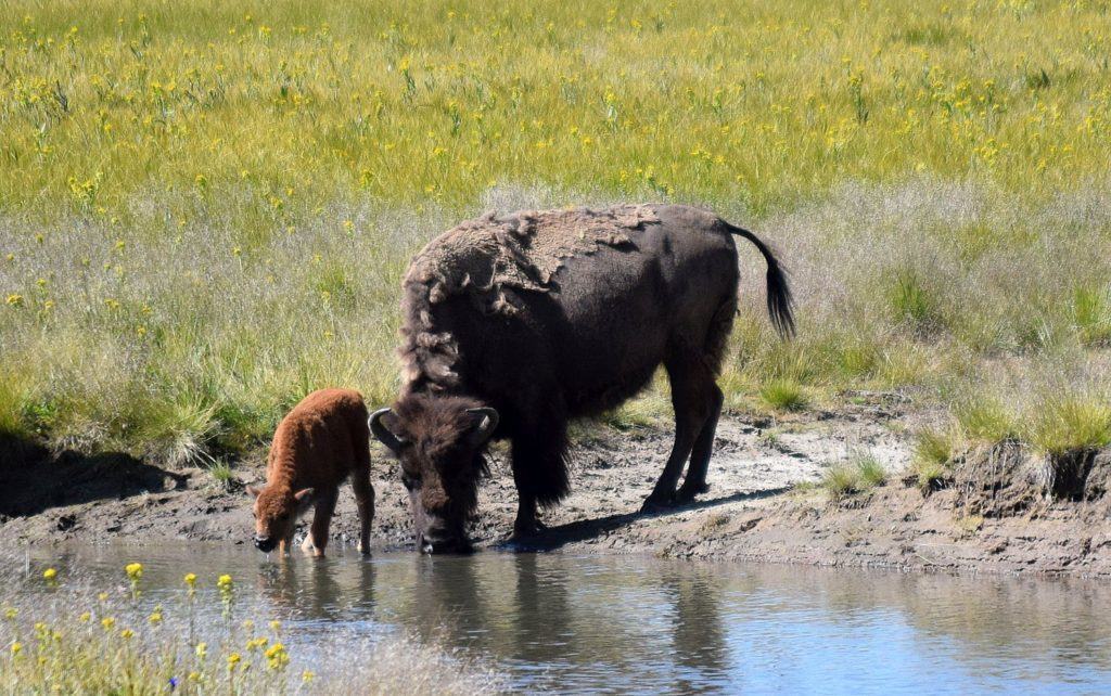 Calf and Cow Bison