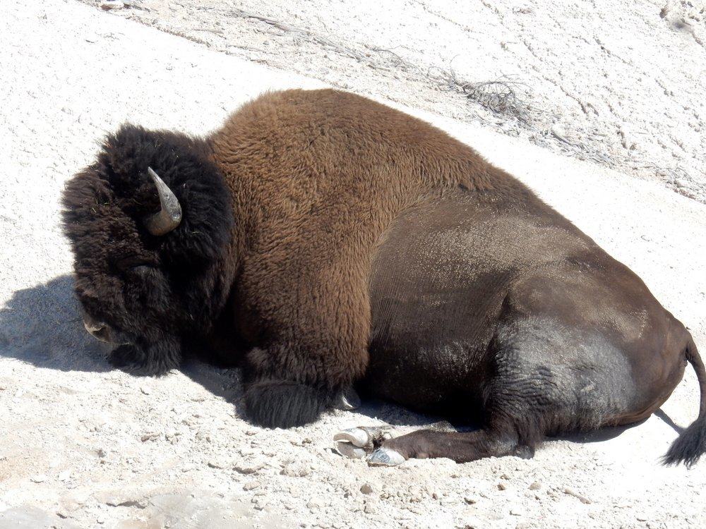 Resting Bison Near Grizzly Furmerol
